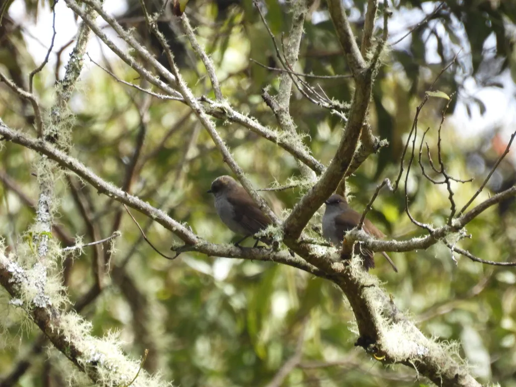 夏威夷鸫(Myadestes obscurus)