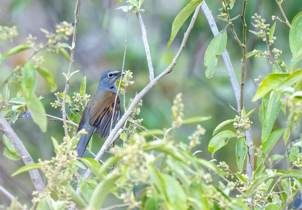 褐背孤鸫(Myadestes occidentalis)
