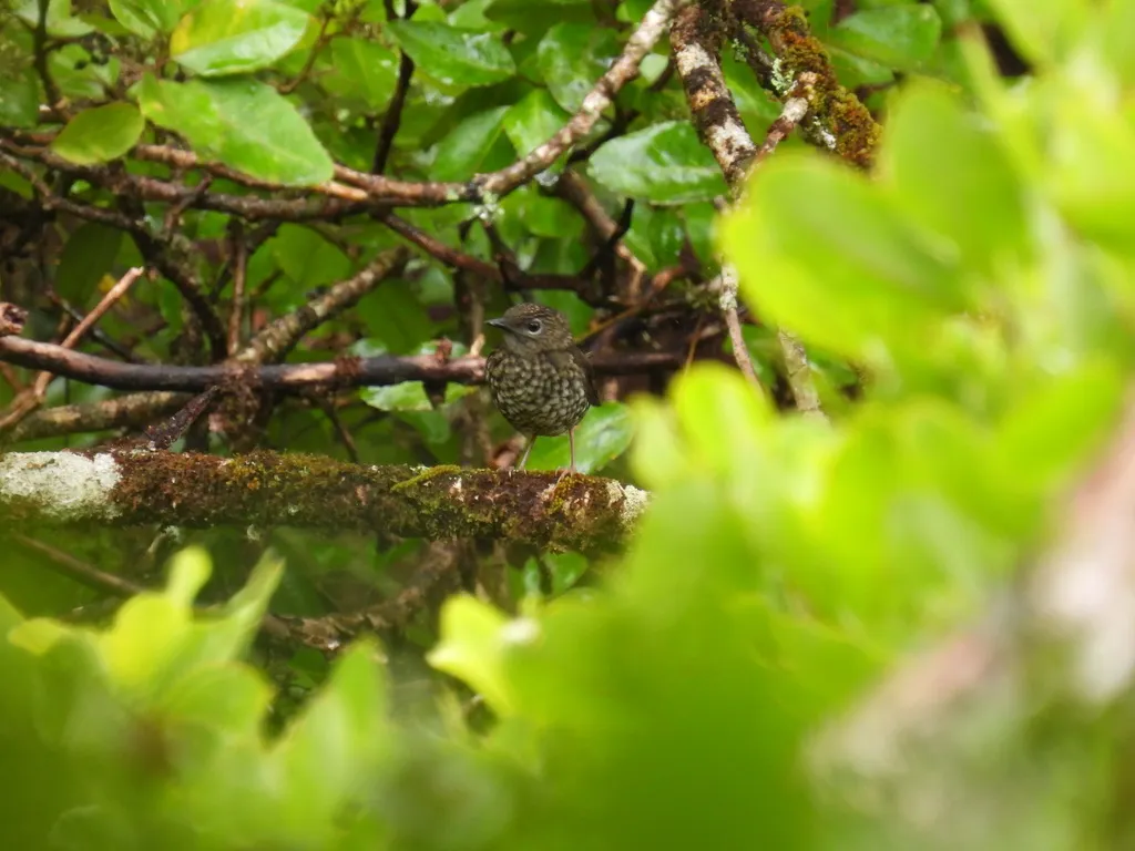 小考岛鸫(Myadestes palmeri)
