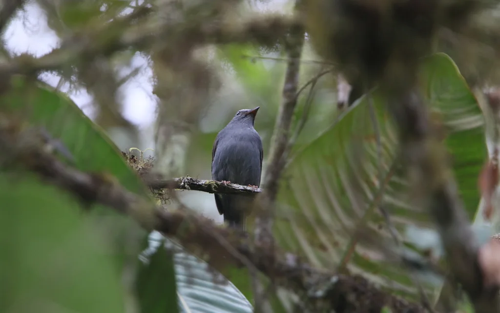 安第斯孤鸫(Myadestes ralloides)