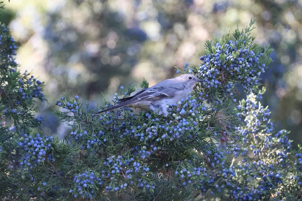 坦氏孤鸫(Myadestes townsendi)