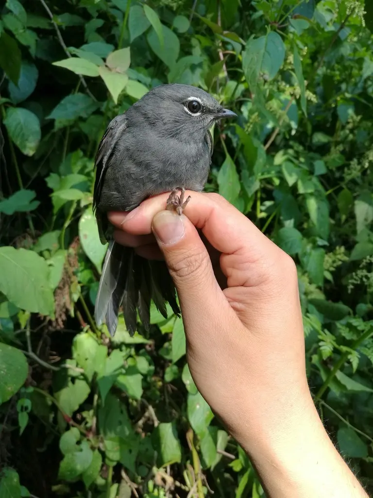 灰孤鸫(Myadestes unicolor)