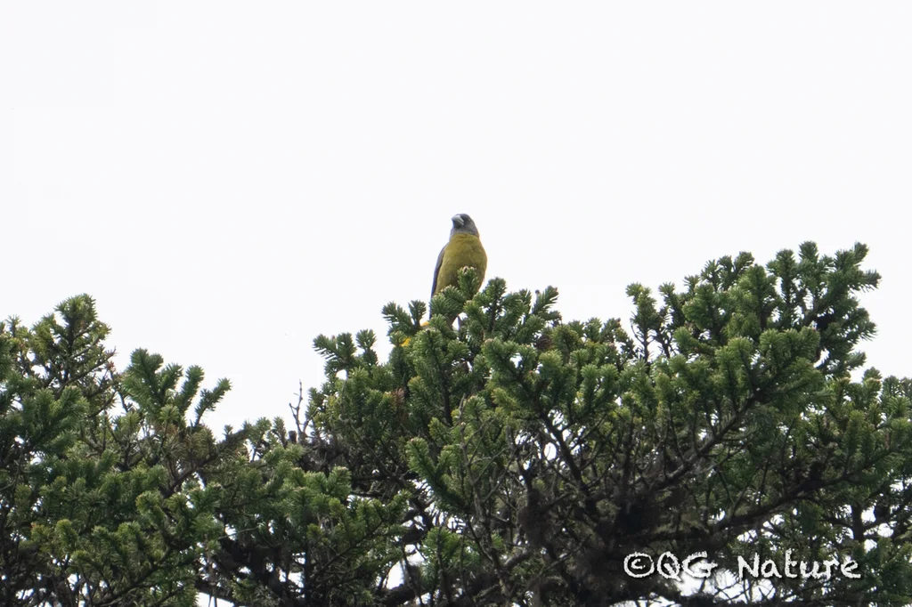 黄颈拟蜡嘴雀(Mycerobas affinis)