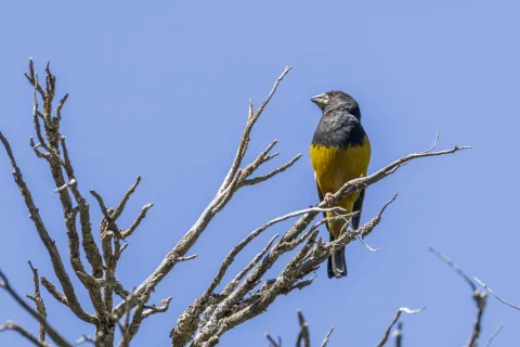 白斑翅拟蜡嘴雀