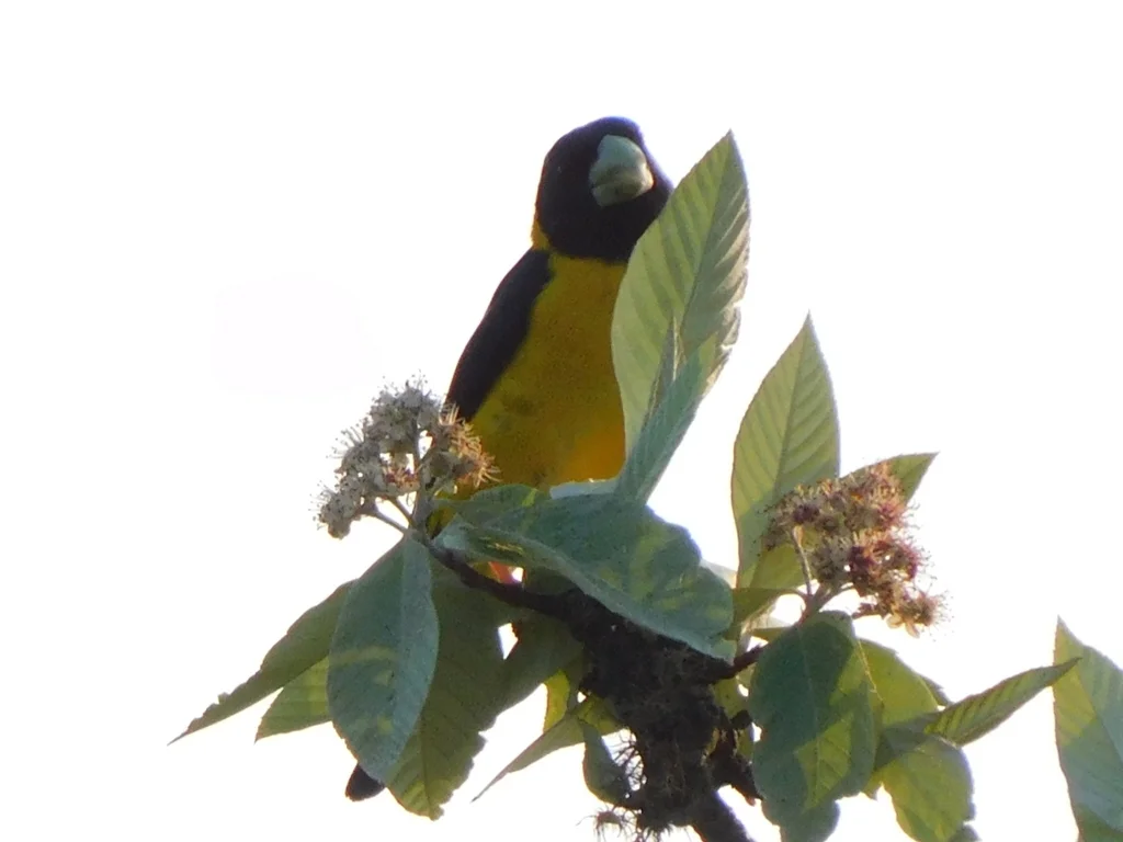 黄腹拟蜡嘴雀(Mycerobas icterioides)