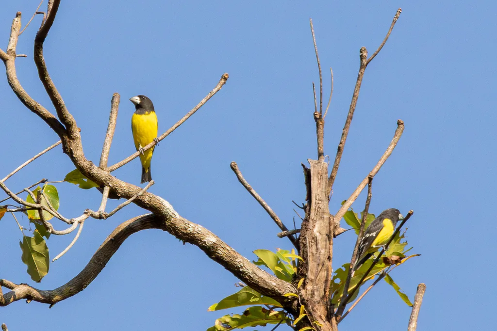 白点翅拟蜡嘴雀(Mycerobas melanozanthos)