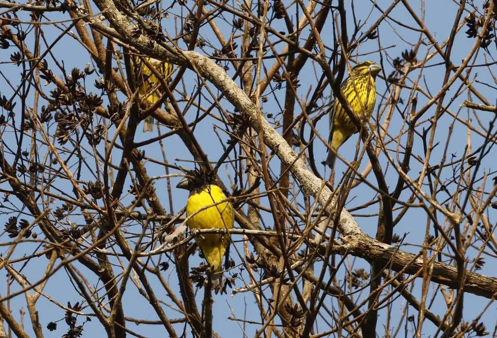 白点翅拟蜡嘴雀(Mycerobas melanozanthos)