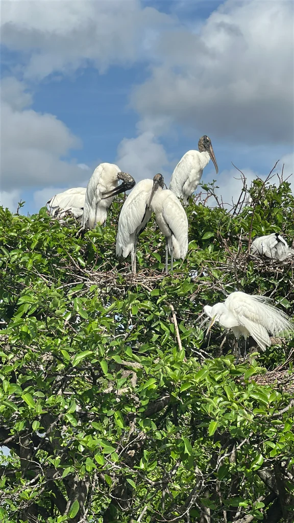 黑头鹮鹳（Mycteria americana）