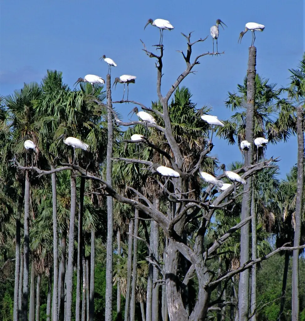 黑头鹮鹳（Mycteria americana）
