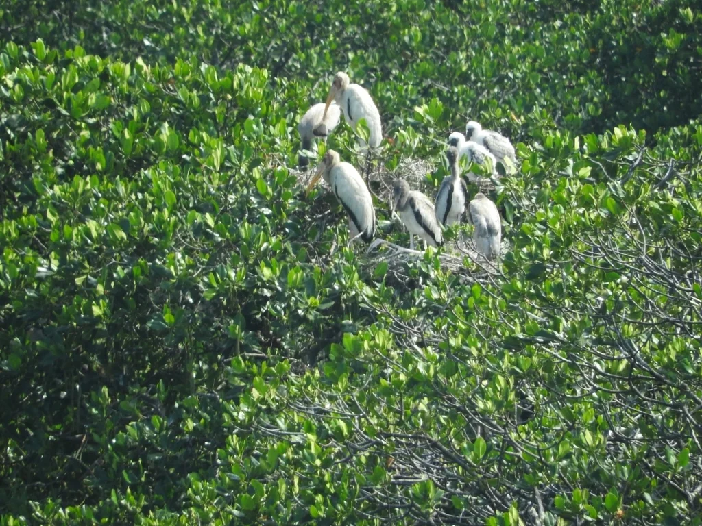 白鹮鹳（Mycteria cinerea）