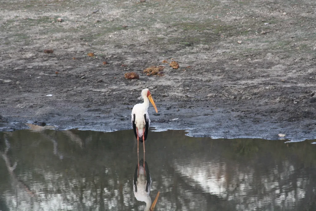 黄嘴鹮鹳(Mycteria ibis)