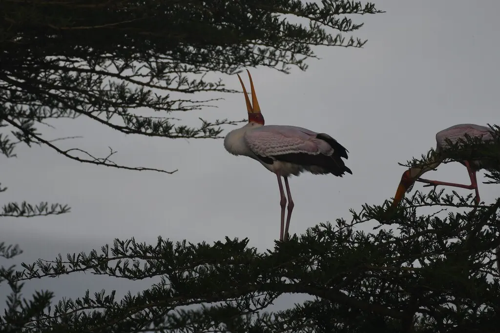 黄嘴鹮鹳(Mycteria ibis)