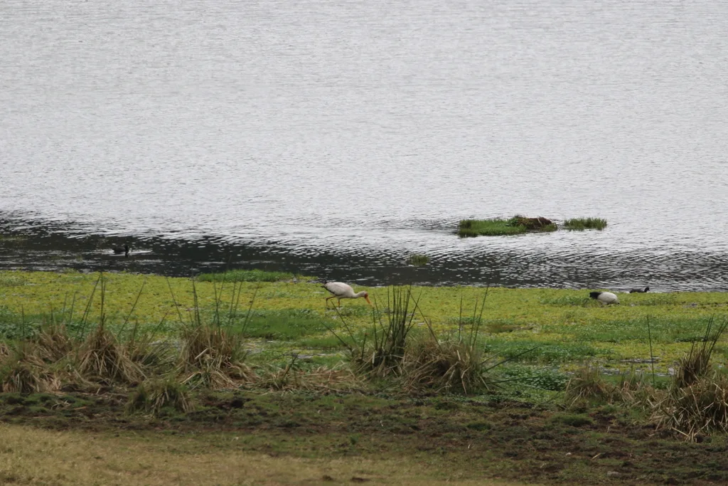 黄嘴鹮鹳(Mycteria ibis)