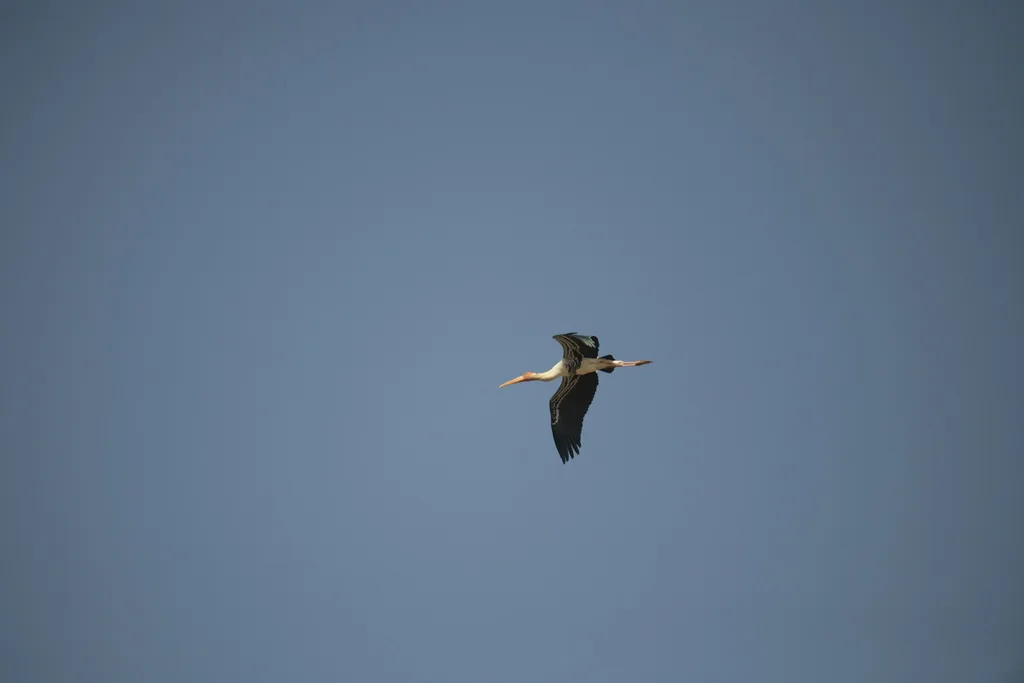 彩鹳(Mycteria leucocephala)
