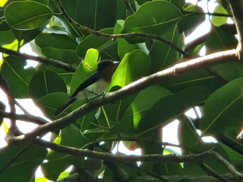白腹阔嘴鹟（Myiagra albiventris）