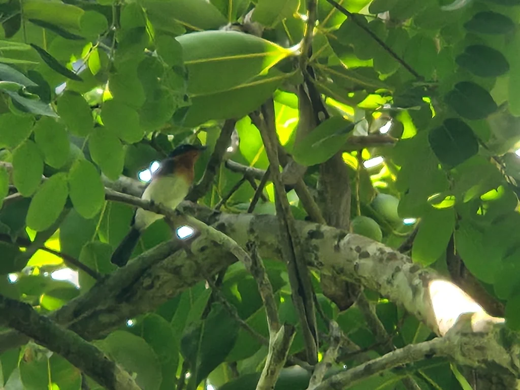 白腹阔嘴鹟（Myiagra albiventris）