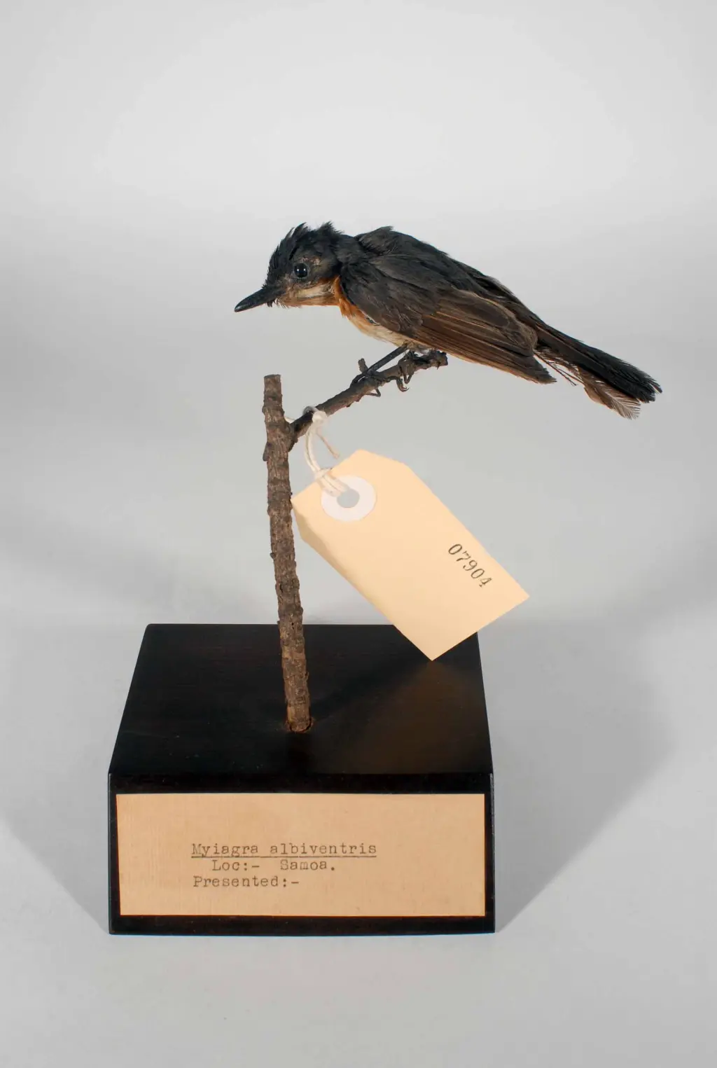 白腹阔嘴鹟（Myiagra albiventris）
