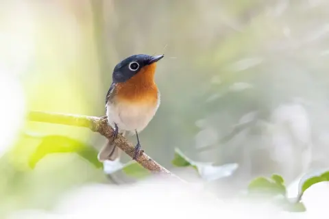 美岛阔嘴鹟