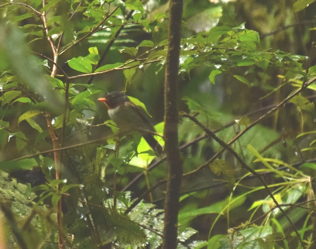 栗喉阔嘴鹟(Myiagra castaneigularis)