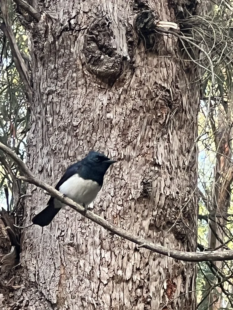 缎辉阔嘴鹟(Myiagra cyanoleuca)