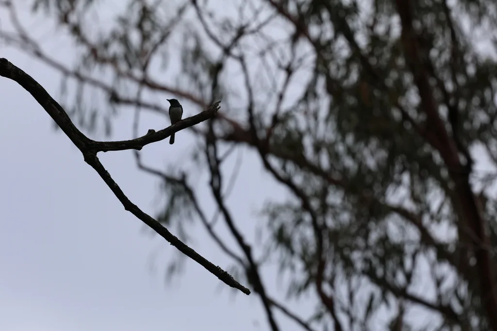 铅灰阔嘴鹟(Myiagra rubecula)