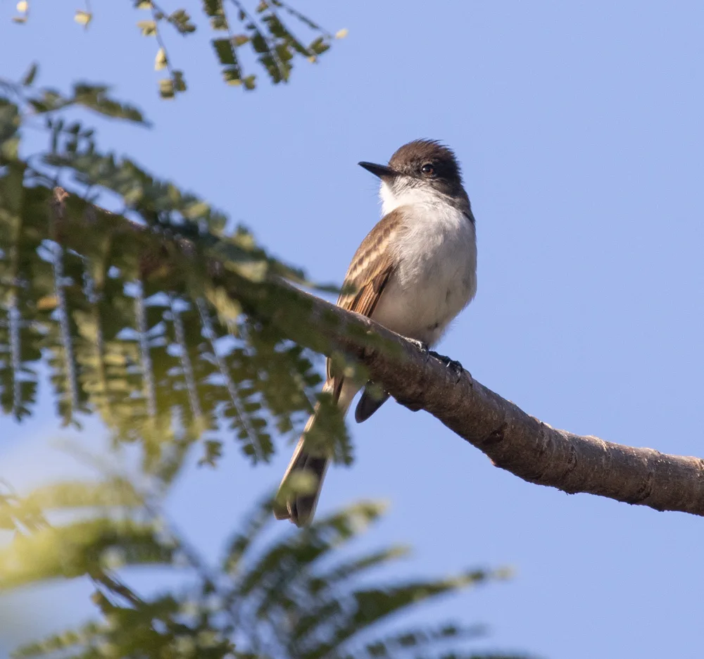 波多黎各蝇霸鹟(Myiarchus antillarum)