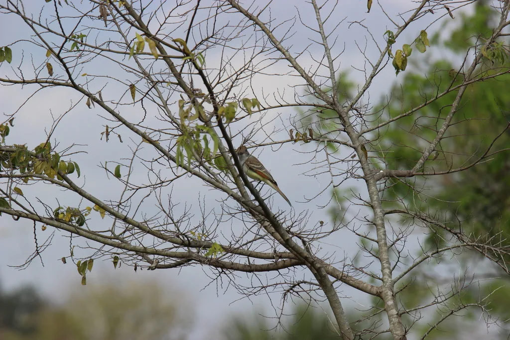 灰喉蝇霸鹟(Myiarchus cinerascens)