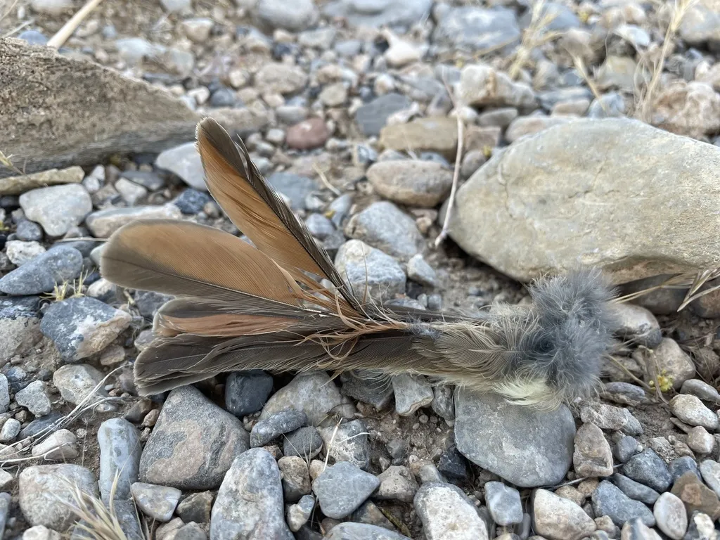 灰喉蝇霸鹟(Myiarchus cinerascens)