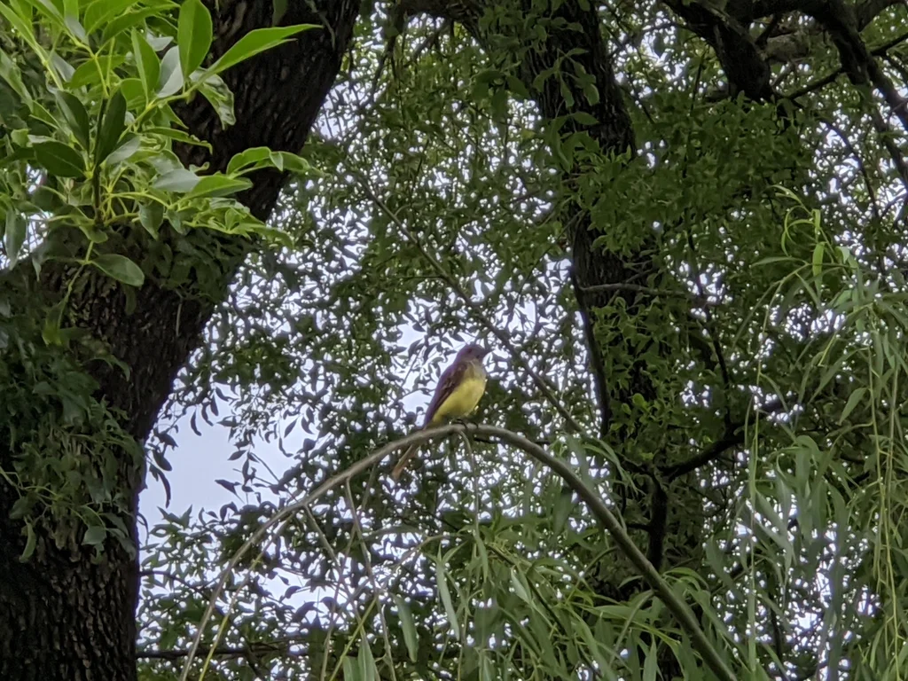 大冠蝇霸鹟(Myiarchus crinitus)