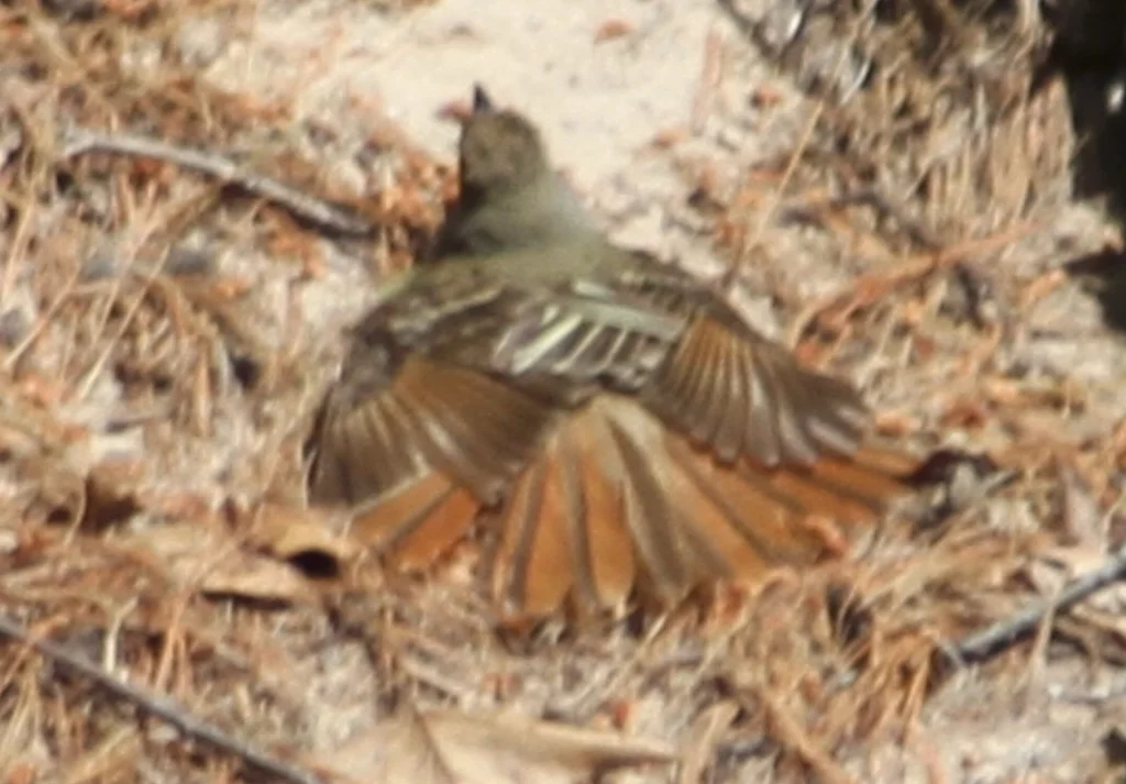 大冠蝇霸鹟(Myiarchus crinitus)