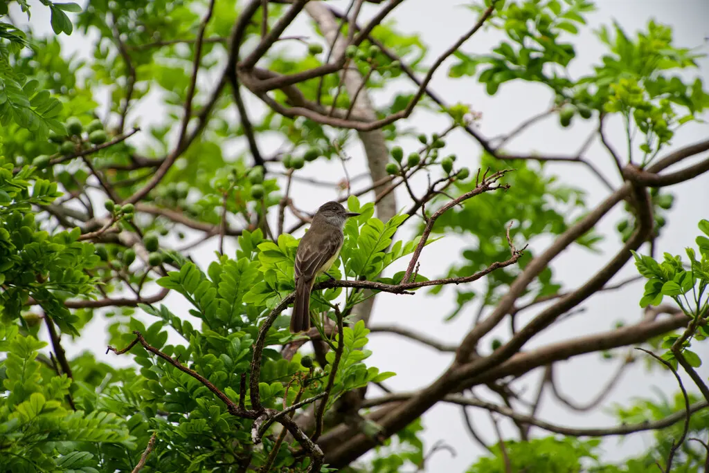短冠蝇霸鹟(Myiarchus ferox)