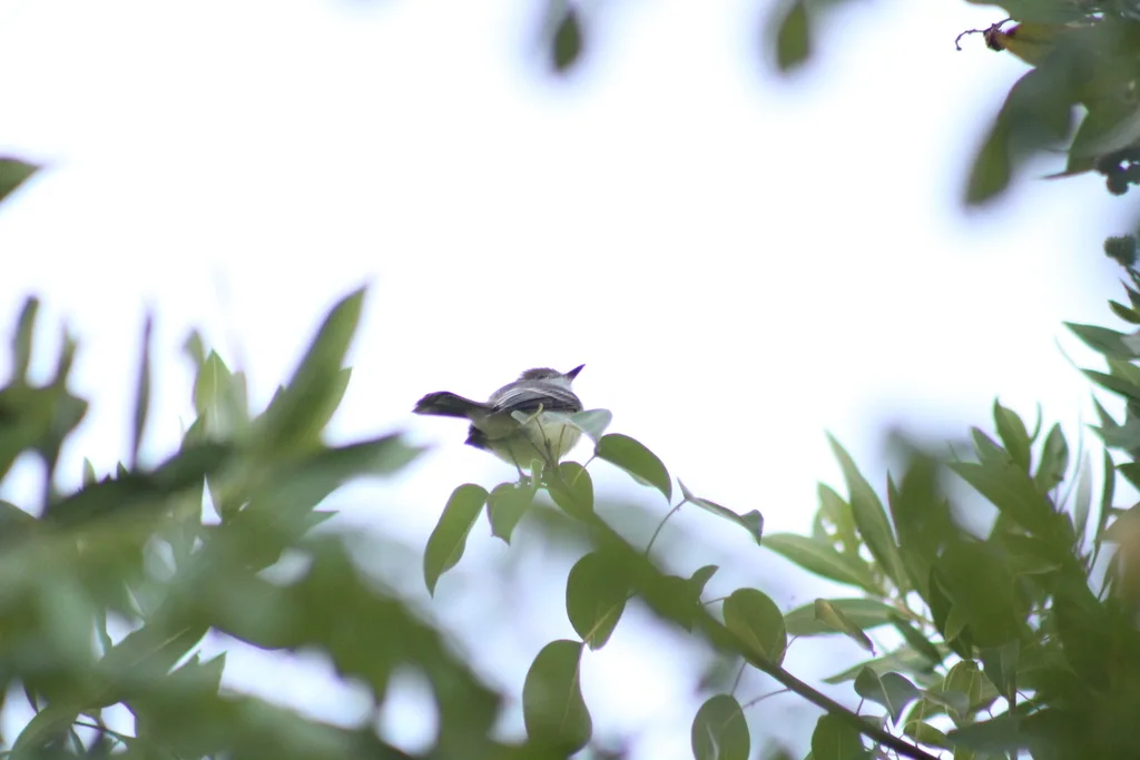 大嘴蝇霸鹟(Myiarchus magnirostris)