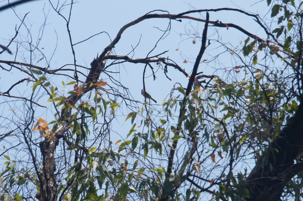 淡喉蝇霸鹟（Myiarchus nuttingi）