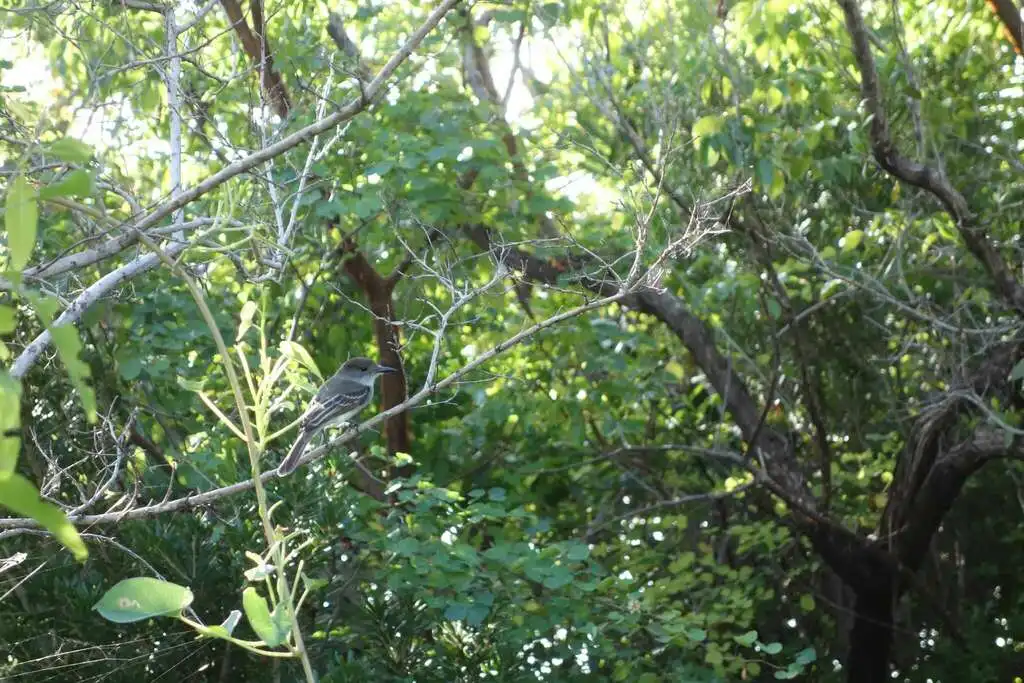 拉氏蝇霸鹟(Myiarchus sagrae)