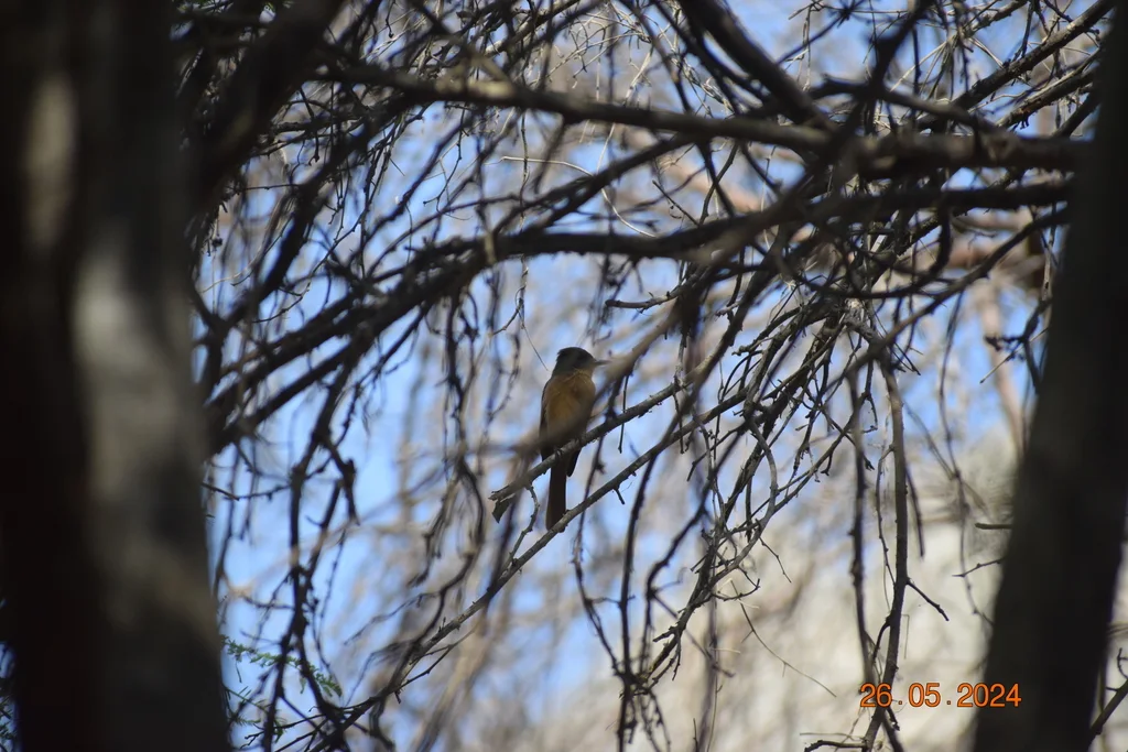 棕蝇霸鹟(Myiarchus semirufus)