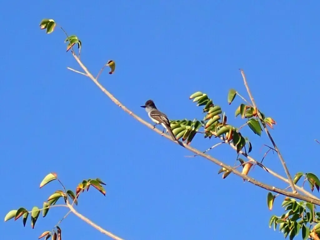 憨蝇霸鹟(Myiarchus stolidus)