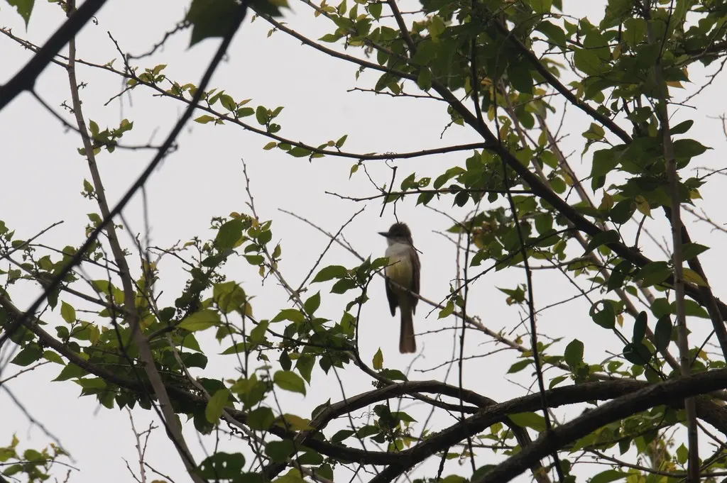 褐冠蝇霸鹟(Myiarchus tyrannulus)