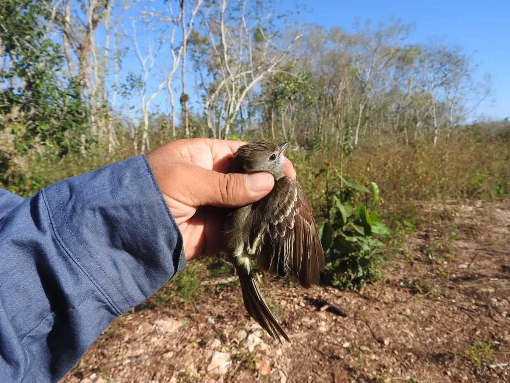 尤卡坦蝇霸鹟(Myiarchus yucatanensis)