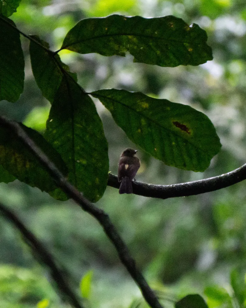 须黄腰霸鹟(Myiobius barbatus)