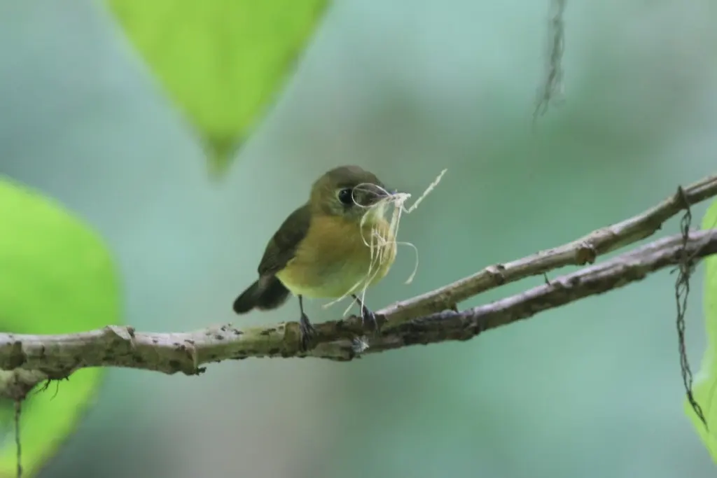 硫磺腰霸鹟(Myiobius sulphureipygius)