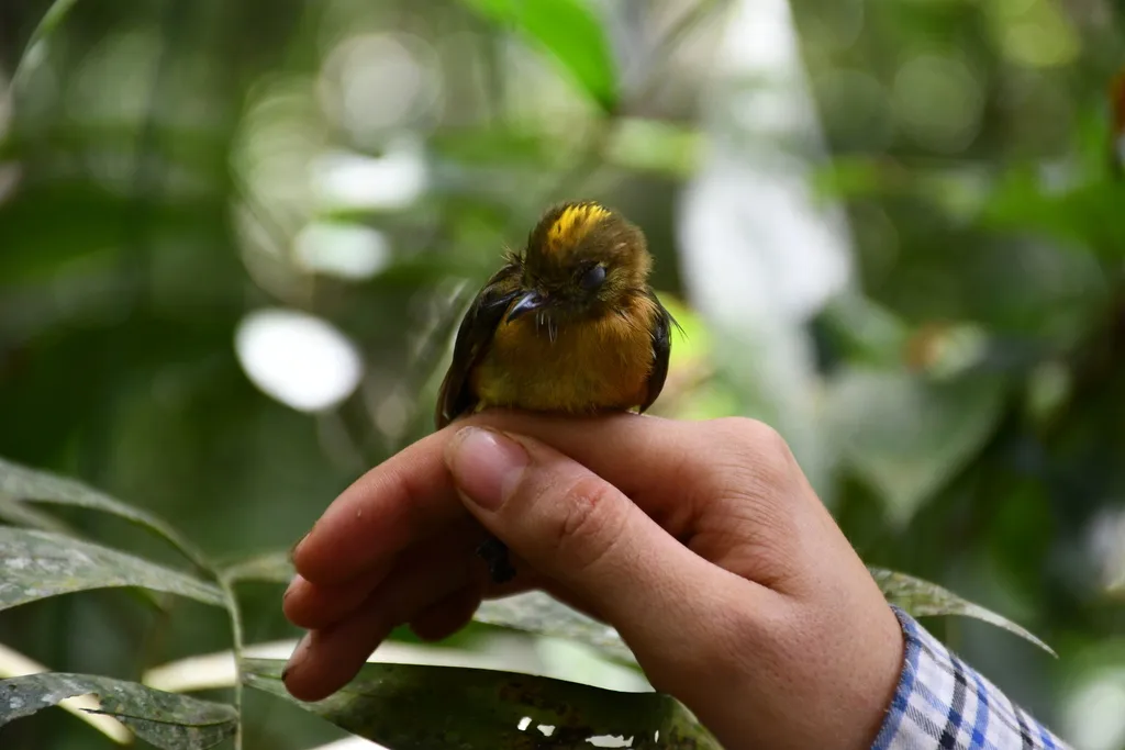 硫磺腰霸鹟(Myiobius sulphureipygius)