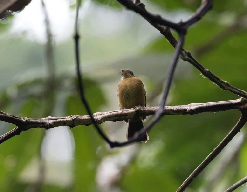 茶胸黄腰霸鹟(Myiobius villosus)