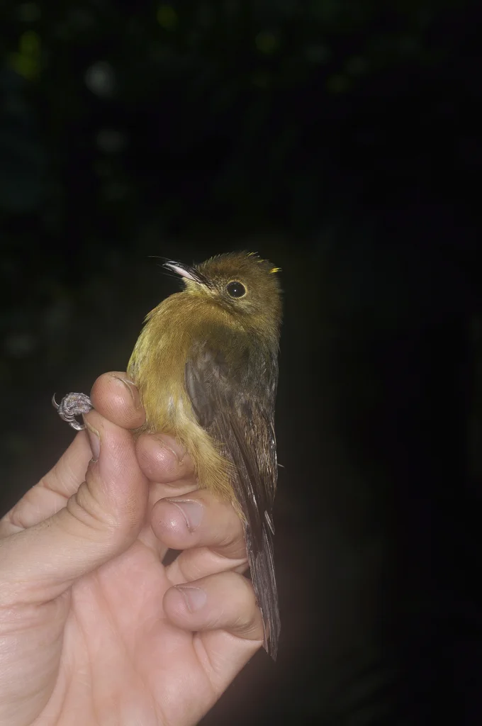 茶胸黄腰霸鹟(Myiobius villosus)
