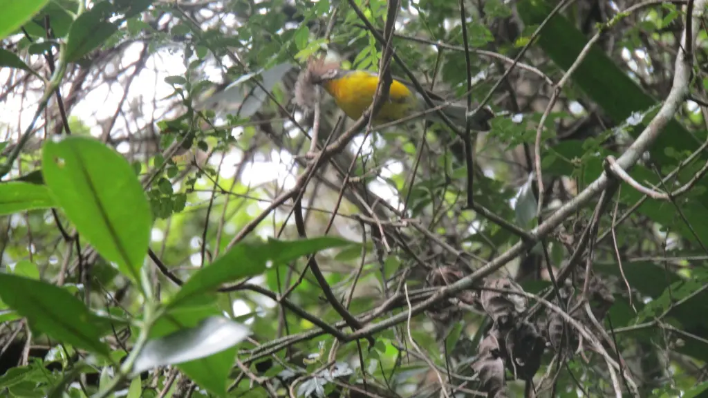 白额鸲莺(Myioborus albifrons)