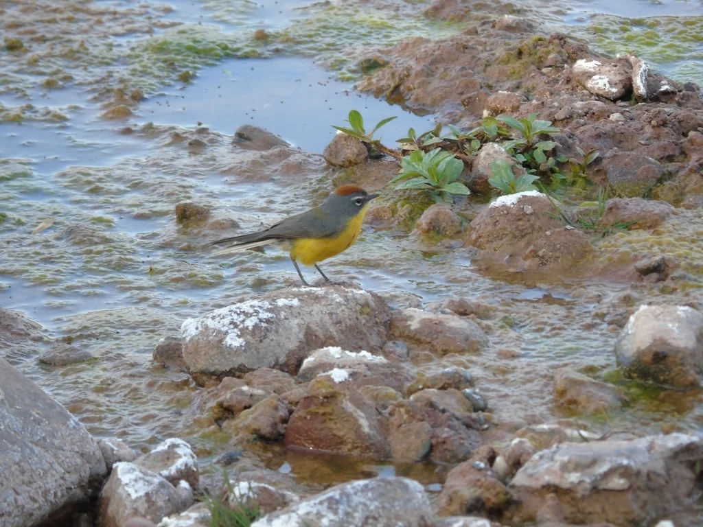 褐顶鸲莺(Myioborus brunniceps)