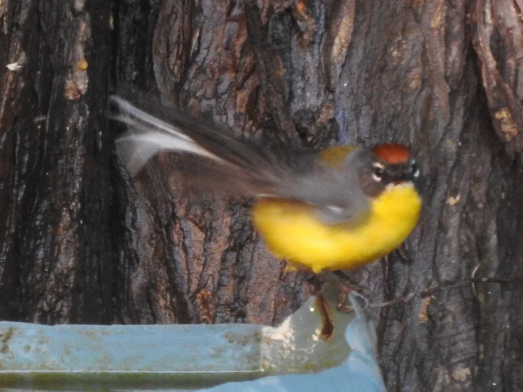 褐顶鸲莺(Myioborus brunniceps)