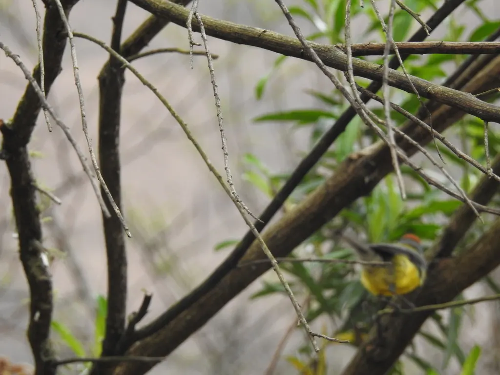 褐顶鸲莺(Myioborus brunniceps)