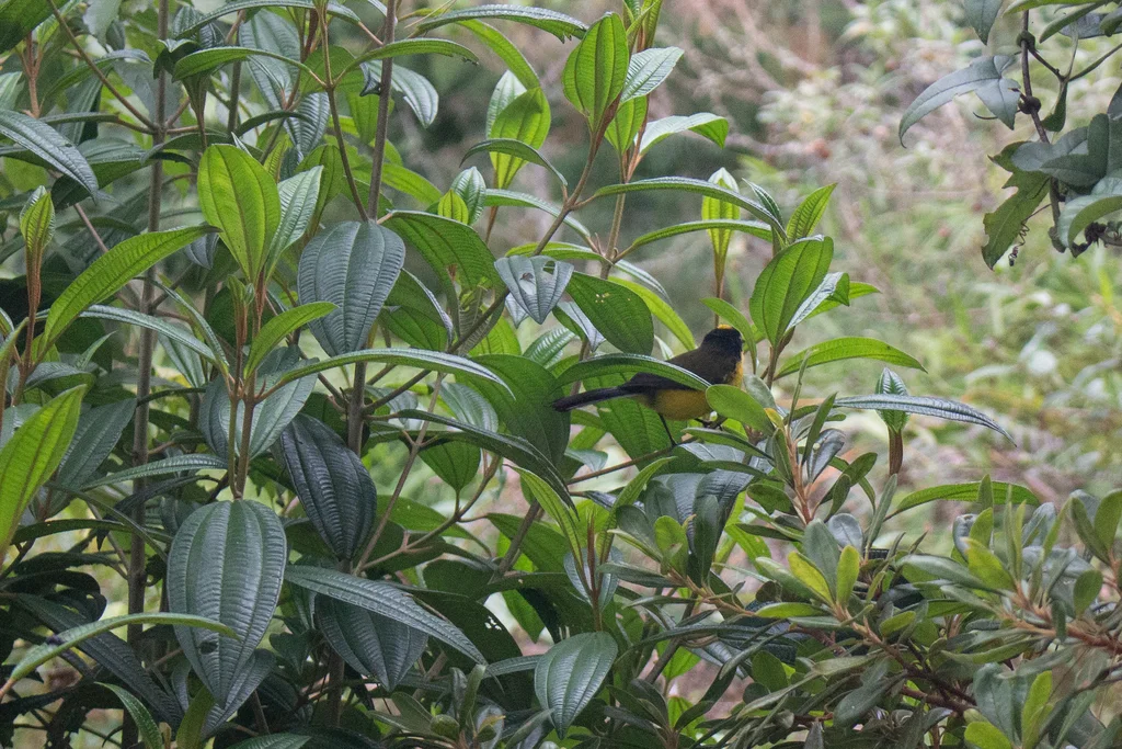 黄顶鸲莺(Myioborus flavivertex)