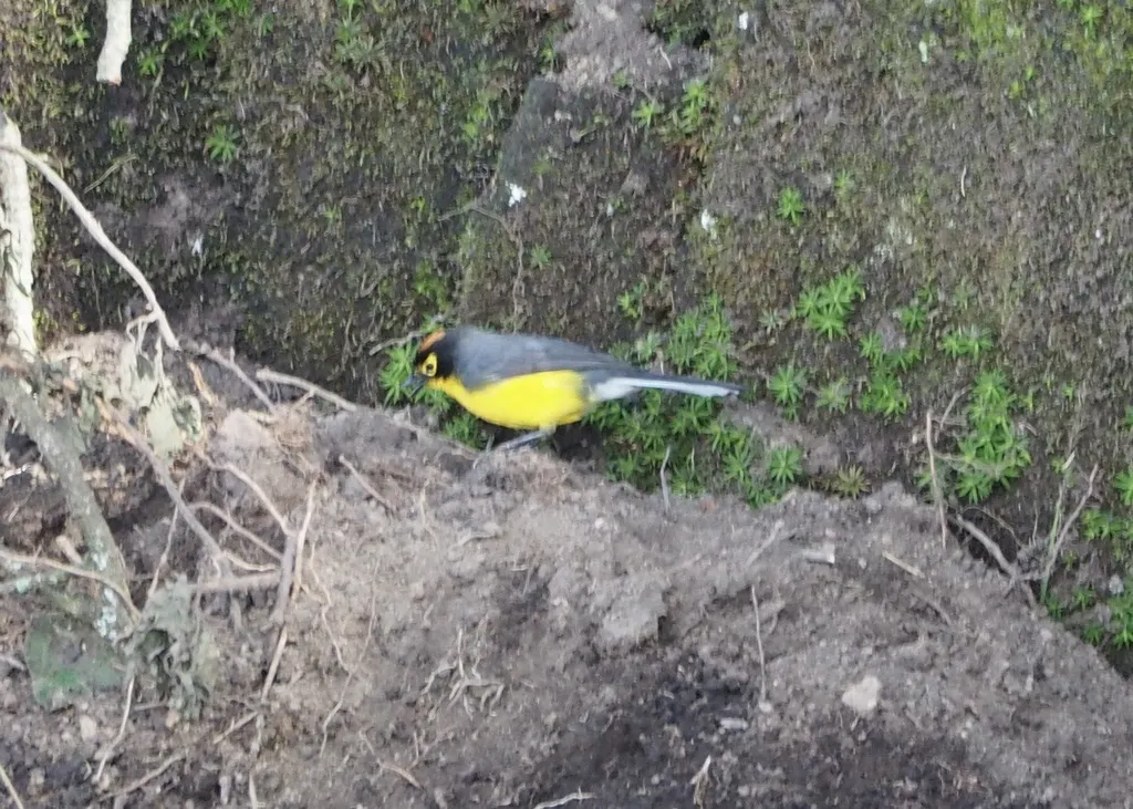 黑头鸲莺(Myioborus melanocephalus)