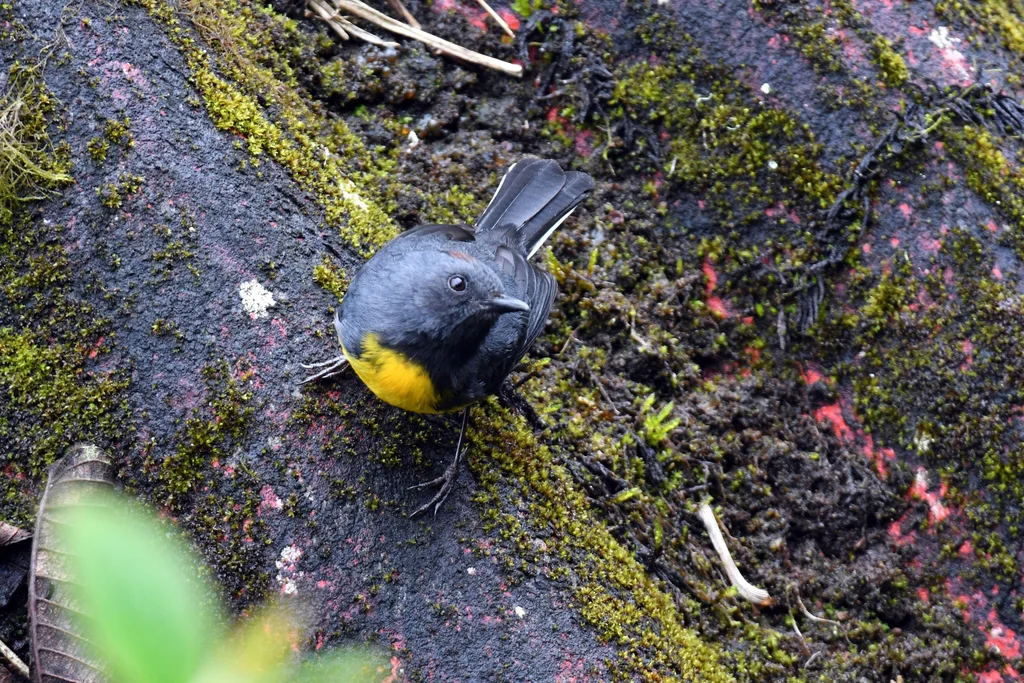 暗喉鸲莺(Myioborus miniatus)